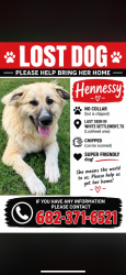 Reunited Female Dog last seen Ozona ave, White Settlement, TX 76108