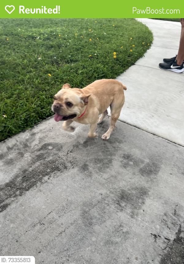 Reunited Female Dog last seen Near SW 17th Terrace, Miami, FL 33165, USA, Miami, FL 33165