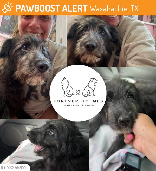 Found/Stray Female Dog last seen Waxahachie, TX, Waxahachie, TX 75165