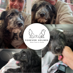 Found/Stray Female Dog last seen Waxahachie, TX, Waxahachie, TX 75165