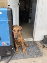 Found/Stray Female Dog last seen Between cactus and peoria, Phoenix, AZ 85053