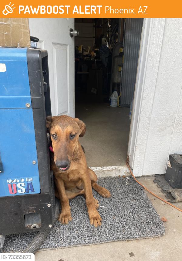 Found/Stray Female Dog last seen Between cactus and peoria, Phoenix, AZ 85053