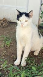 Reunited Male Cat last seen sweetman ave & lehrer ave, Elmont, NY 11003
