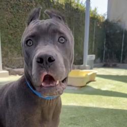 Shelter Stray Male Dog last seen , 3612 11th Ave, Los Angeles, CA 90018, USA