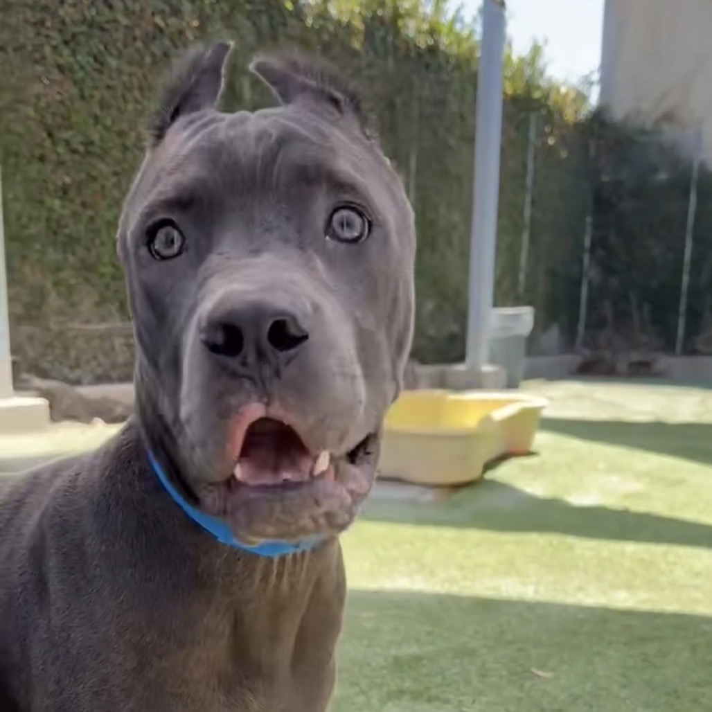 Shelter Stray Male Dog last seen , 3612 11th Ave, Los Angeles, CA 90018, USA