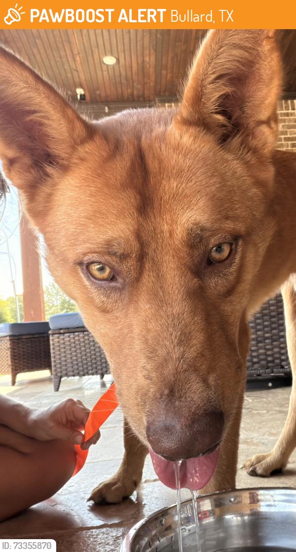 Found/Stray Male Dog last seen Bullard TX, McKeeler Rd and CR152E, Bullard, TX 75757