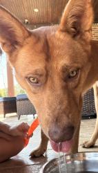 Found/Stray Male Dog last seen Bullard TX, McKeeler Rd and CR152E, Bullard, TX 75757