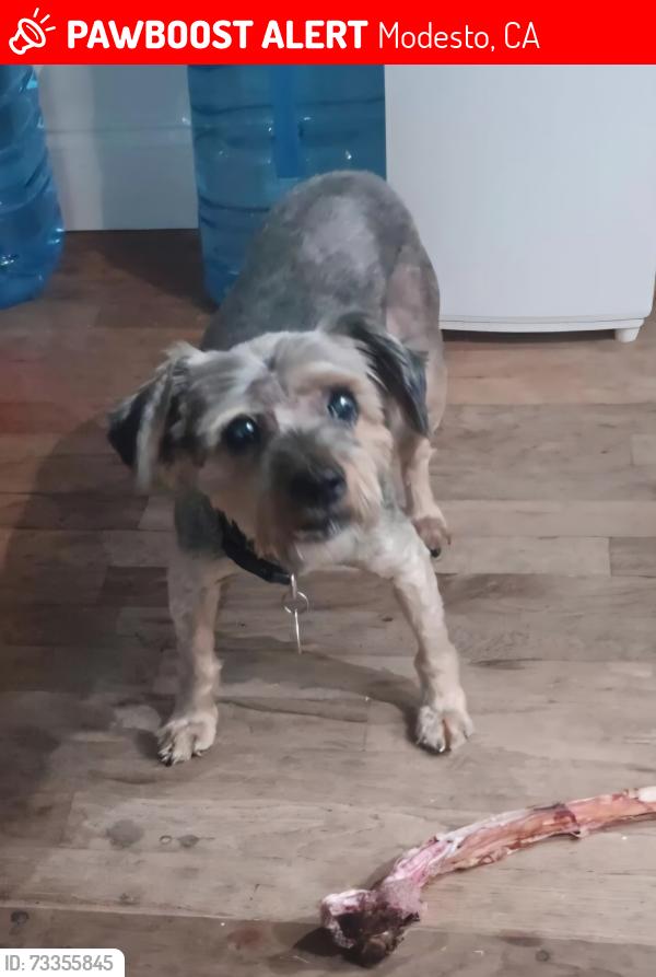 Lost Female Dog last seen Haddon Ave, Modesto, CA 95354