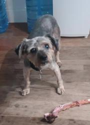 Lost Female Dog last seen Haddon Ave, Modesto, CA 95354