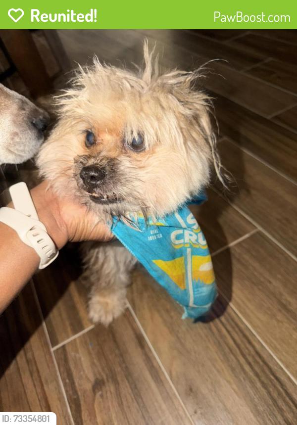 Reunited Male Dog last seen Summit run and haverhill, West Palm Beach, FL 33415