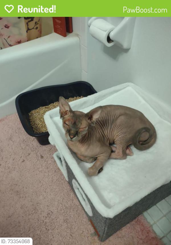 Reunited Unknown Cat last seen Jog Road near Southern Blvd, West Palm Beach, FL 33413
