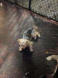 Reunited Male Dog last seen Crescent street, Brooklyn, NY 11208