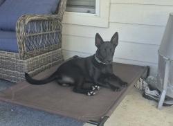 Reunited Male Dog last seen McHard(2234) & S Post Oak, Houston, TX 77053