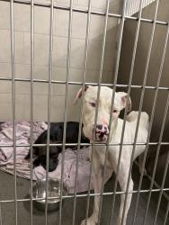 Found/Stray Female Dog last seen Unknown, New Port Richey, FL 34652