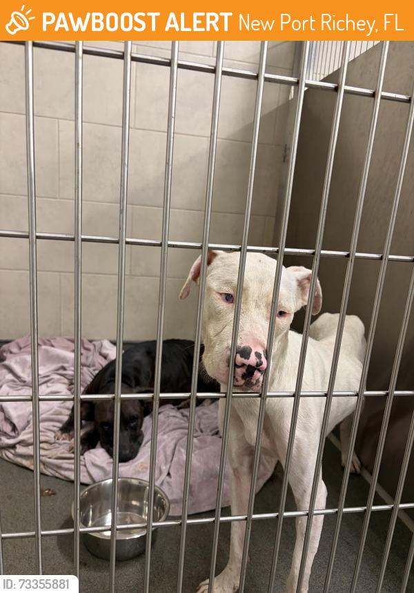 Found/Stray Female Dog last seen Unknown, New Port Richey, FL 34652