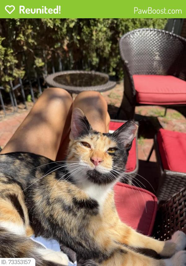 Reunited Female Cat last seen Willow St and Sedgwick on Willow, Chicago, IL 60614
