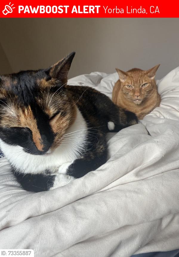 Lost Male Cat last seen Nixon Library, Yorba Linda, CA 92886