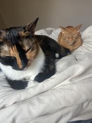 Lost Male Cat last seen Nixon Library, Yorba Linda, CA 92886