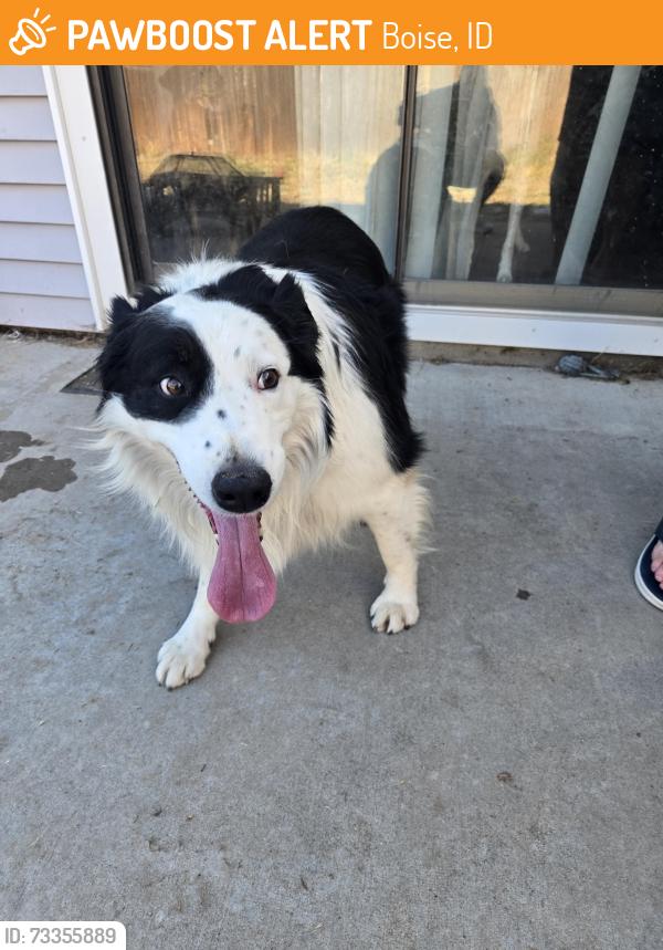 Found/Stray Male Dog last seen Edna and Linda Vista, Boise, ID 83704