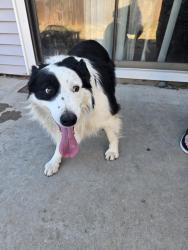 Found/Stray Male Dog last seen Edna and Linda Vista, Boise, ID 83704