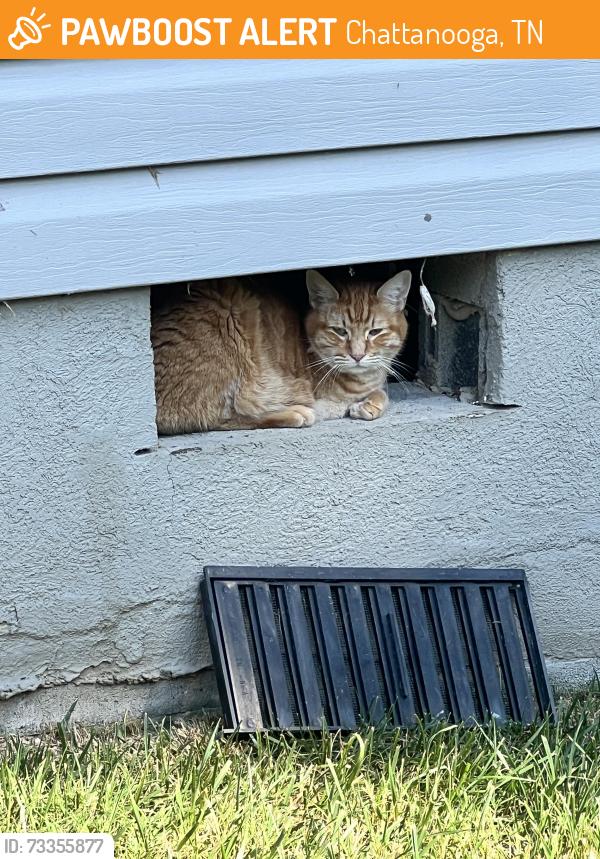 Found/Stray Unknown Cat last seen Maple Valley off Lake Mist and Standifer Place, Chattanooga, TN 37421