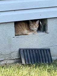 Found/Stray Unknown Cat last seen Maple Valley off Lake Mist and Standifer Place, Chattanooga, TN 37421