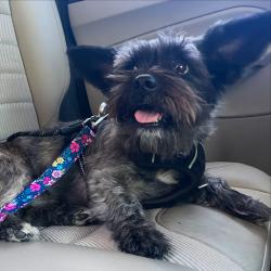 Reunited Male Dog last seen W Club Blvd near Hillandale Rd, Durham, NC 27705