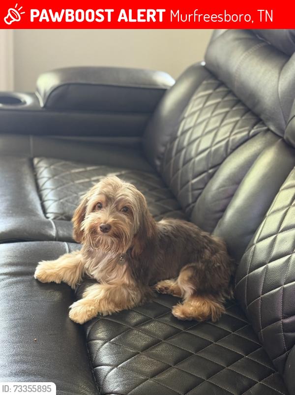 Lost Female Dog last seen Blaze, Murfreesboro, TN 37128