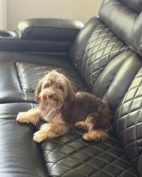 Lost Female Dog last seen Blaze, Murfreesboro, TN 37128