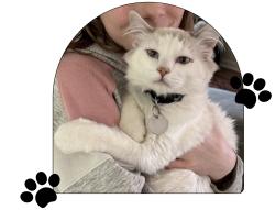 Lost Male Cat last seen B Dr. N, Battle Creek, MI 49014
