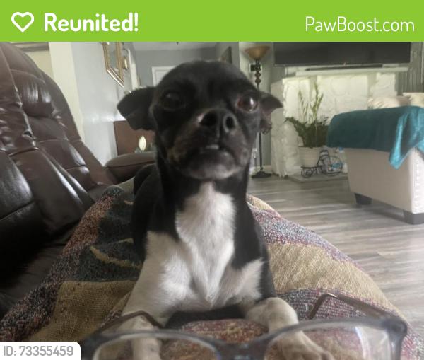Reunited Female Dog last seen Near Dale Avenu Gretna, Gretna, LA 70056