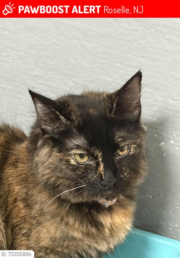 Lost Female Cat last seen Near east 10 th av. Roselle, Roselle, NJ 07203