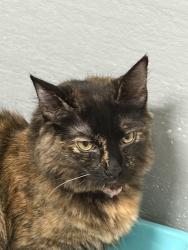 Lost Female Cat last seen Near east 10 th av. Roselle, Roselle, NJ 07203