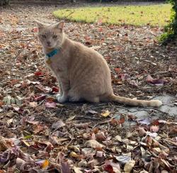 Lost Male Cat last seen Chelwood circle, Charleston, SC 29407
