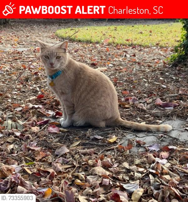 Lost Male Cat last seen Chelwood circle, Charleston, SC 29407