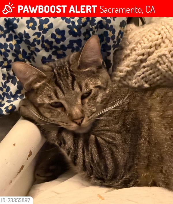 Lost Male Cat last seen Sutterville and Riverside Blvd Sacramento, CA, Sacramento, CA 95822