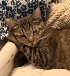 Lost Male Cat last seen Sutterville and Riverside Blvd Sacramento, CA, Sacramento, CA 95822