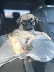 Lost Female Dog last seen Empire central and love dale ave., Dallas, TX 75235