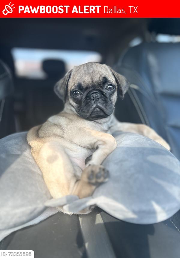 Lost Female Dog last seen Empire central and love dale ave., Dallas, TX 75235