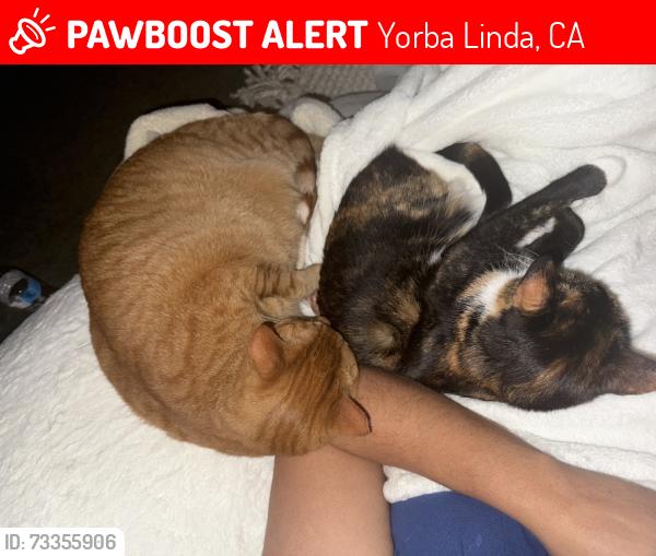 Lost Female Cat last seen Friends Church, Yorba Linda, CA 92886