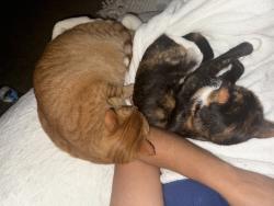 Lost Female Cat last seen Friends Church, Yorba Linda, CA 92886
