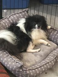 Reunited Male Dog last seen Near Terrell Mill Rd, Marietta, GA 30067