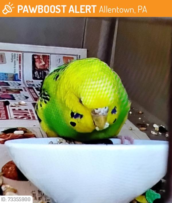 Surrendered Unknown Bird last seen Dorney park rd, Allentown, PA 18104