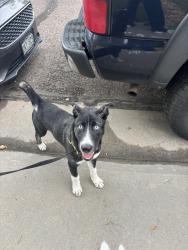 Found/Stray Male Dog last seen E 124th ave Thornton co, Thornton, CO 80241