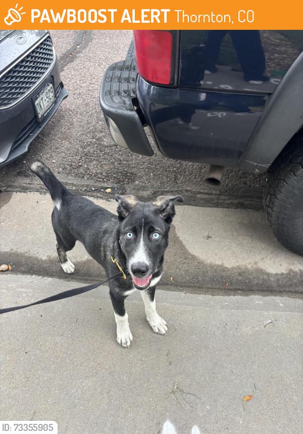 Found/Stray Male Dog last seen E 124th ave Thornton co, Thornton, CO 80241