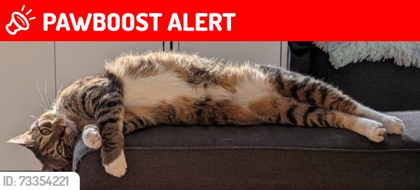 Lost Female Cat last seen Near Birch Street, Vancouver, BC V6H 3W5