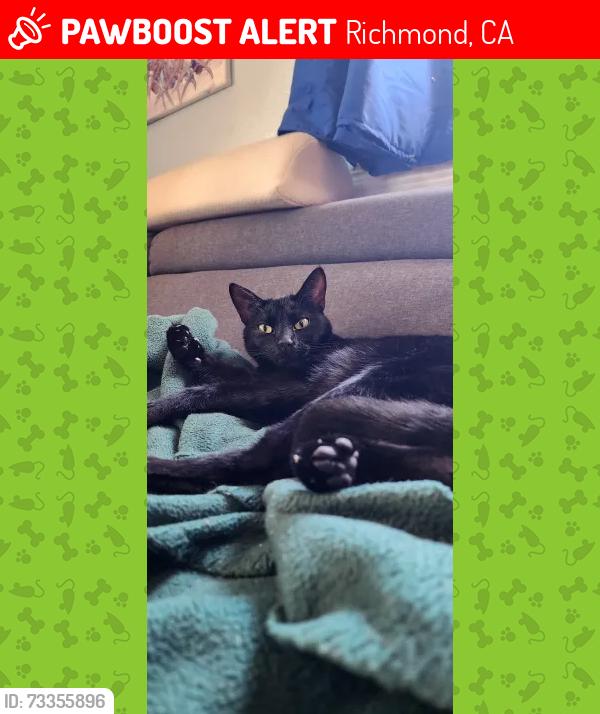 Lost Female Cat last seen Willard Ave, Battery Street, Richmond, CA 94801