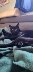 Lost Female Cat last seen Willard Ave, Battery Street, Richmond, CA 94801