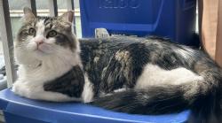Lost Male Cat last seen Near nw 24th ave, Oakland Park, FL 33311