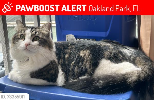 Lost Male Cat last seen Near nw 24th ave, Oakland Park, FL 33311